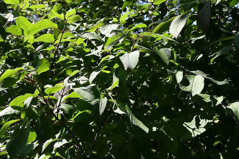 Fehér-rózsaszín virágú, redős bangita / Viburnum plicatum 'Kilimanjaro Sunrise'