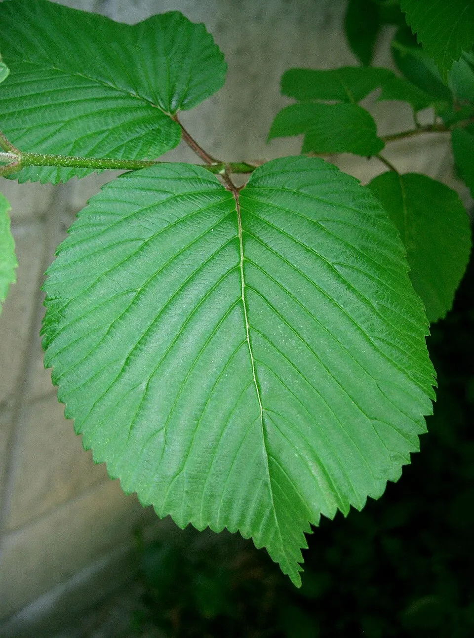 Fehér-rózsaszín virágú, redős bangita / Viburnum plicatum 'Kilimanjaro Sunrise'