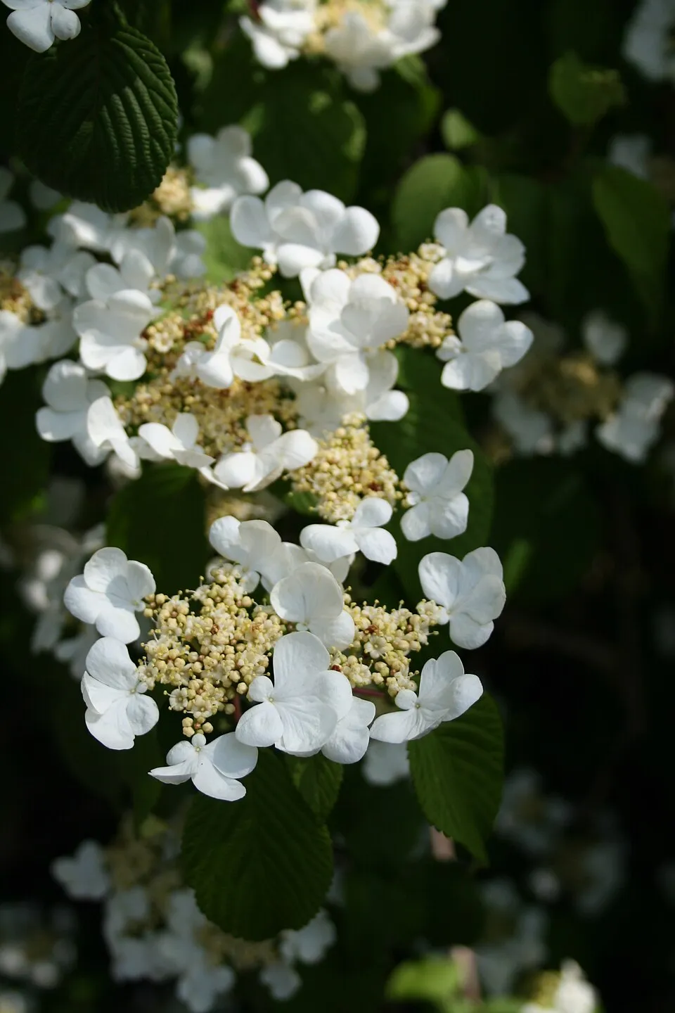 Fehér-rózsaszín virágú, redős bangita / Viburnum plicatum 'Kilimanjaro Sunrise'