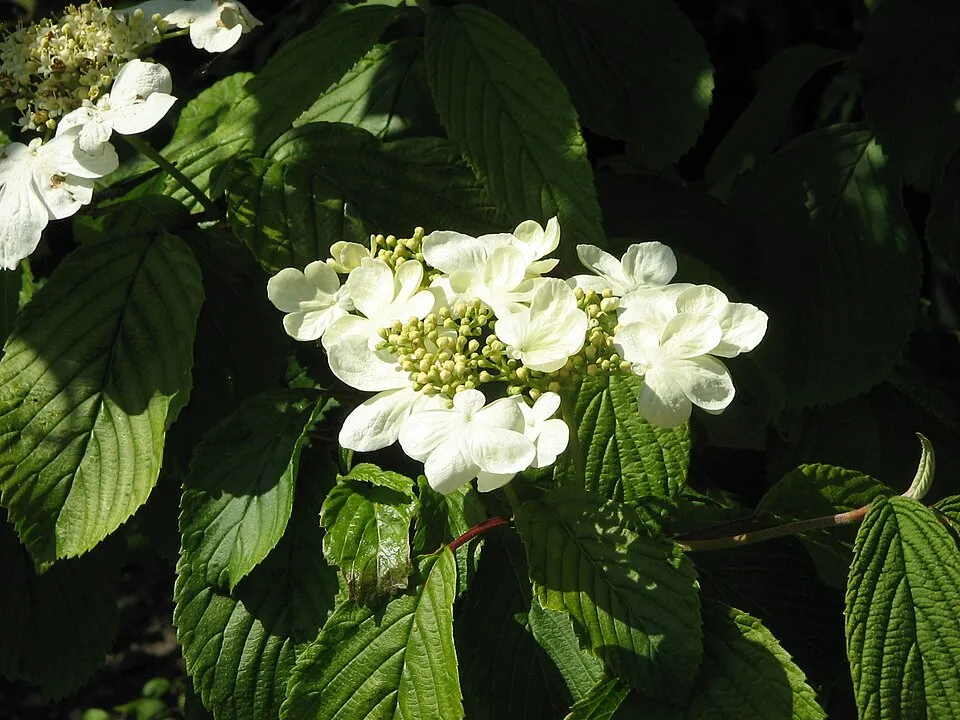 Fehér-rózsaszín virágú, redős bangita / Viburnum plicatum 'Kilimanjaro Sunrise'