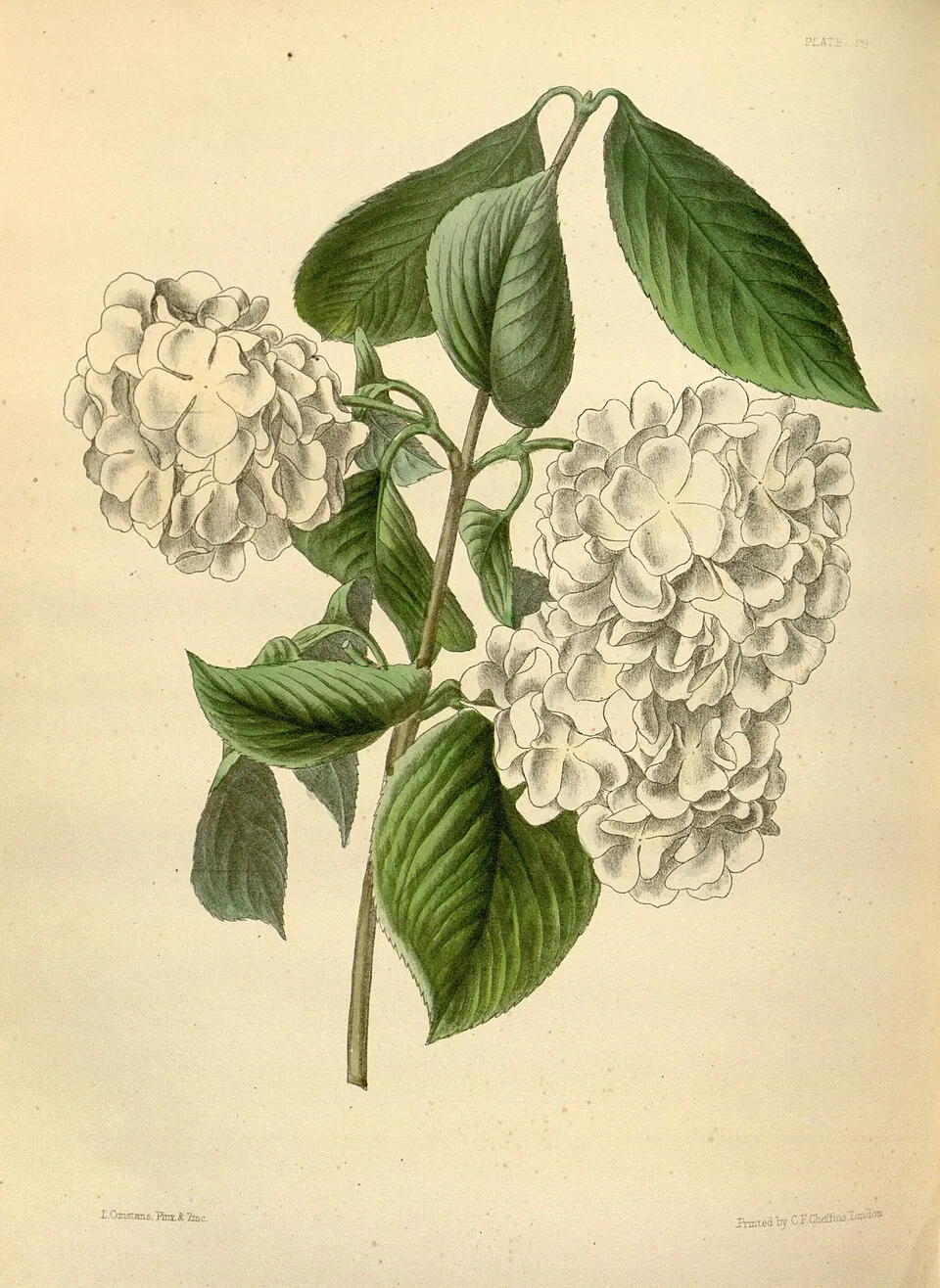 Fehér-rózsaszín virágú, redős bangita / Viburnum plicatum 'Kilimanjaro Sunrise'