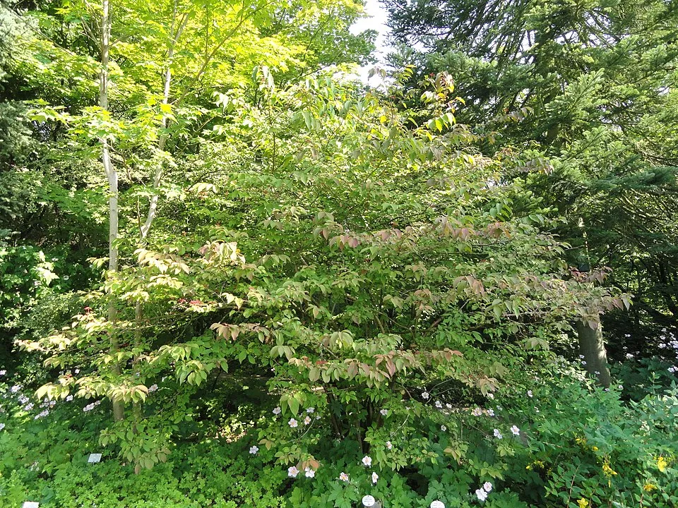 Fehér-rózsaszín virágú, redős bangita / Viburnum plicatum 'Kilimanjaro Sunrise'
