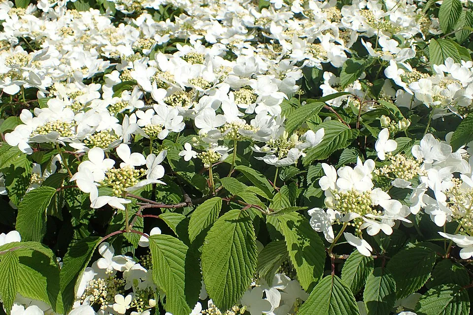 Redőslevelű bangita / Viburnum plicatum 'Mariesii'