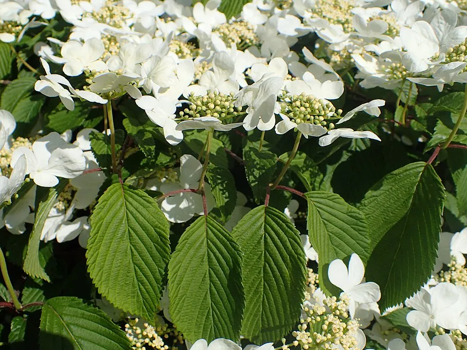 Redőslevelű bangita / Viburnum plicatum 'Mariesii'