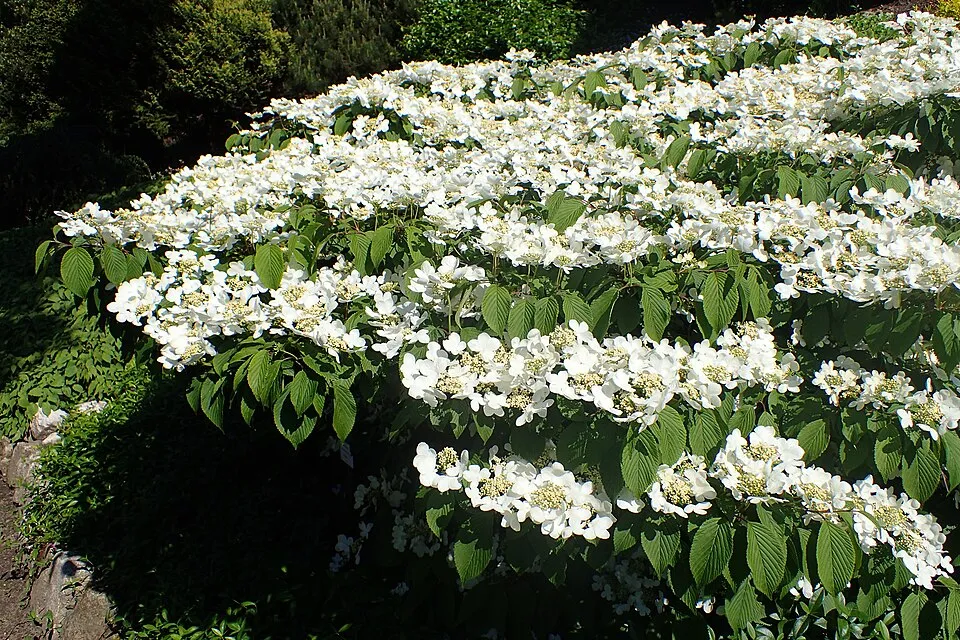 Redőslevelű bangita / Viburnum plicatum 'Mariesii'