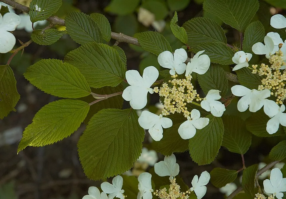Redőslevelű bangita / Viburnum plicatum 'Mariesii'