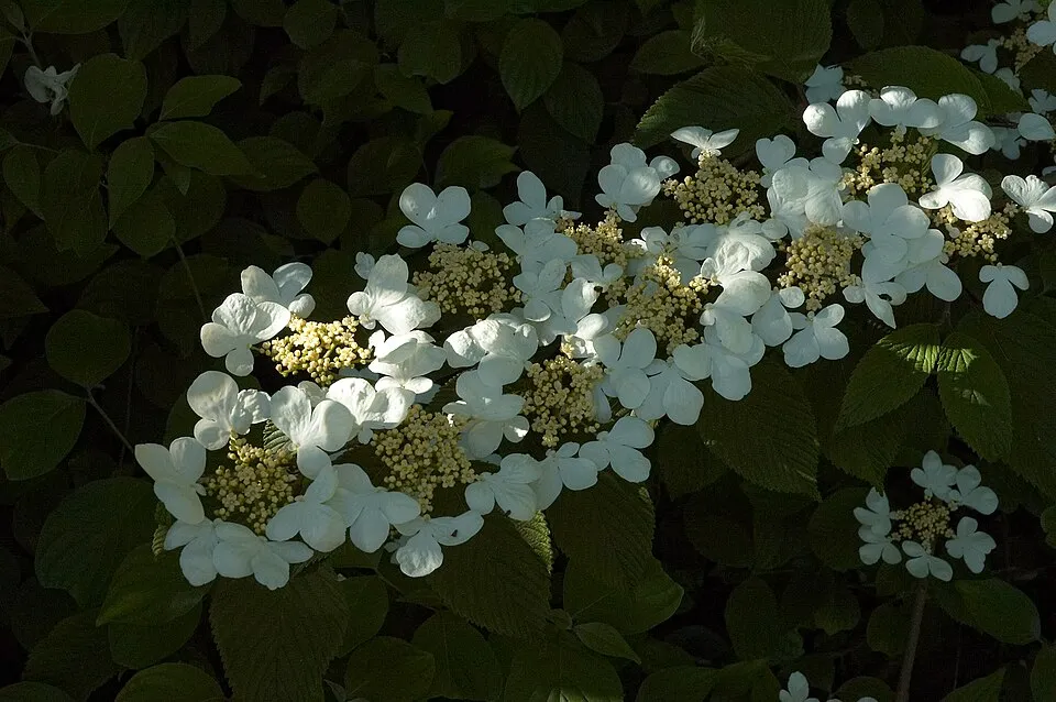 Redőslevelű bangita / Viburnum plicatum 'Mariesii'