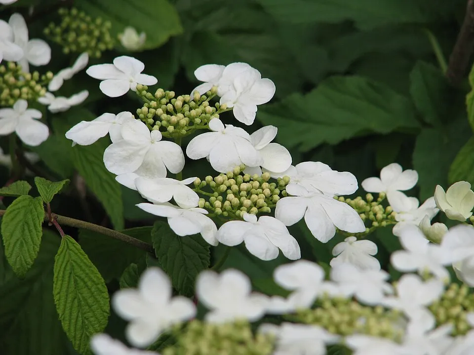 Redőslevelű bangita / Viburnum plicatum 'Mariesii'