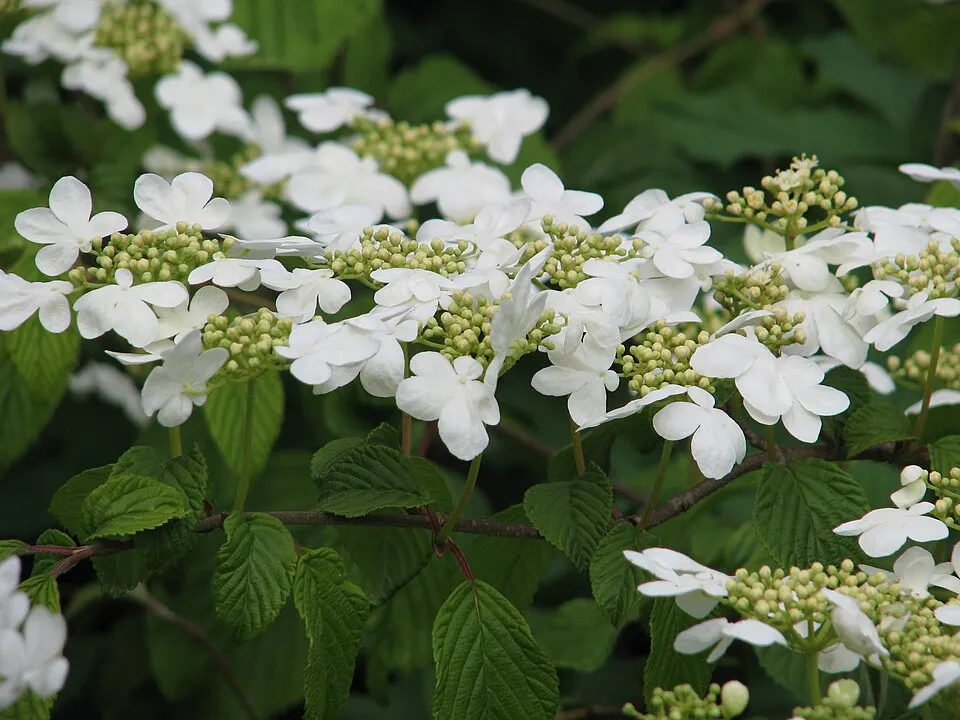 Redőslevelű bangita / Viburnum plicatum 'Mariesii'