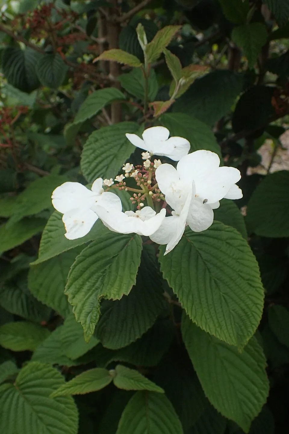 Redőslevelű bangita / Viburnum plicatum 'Mariesii'