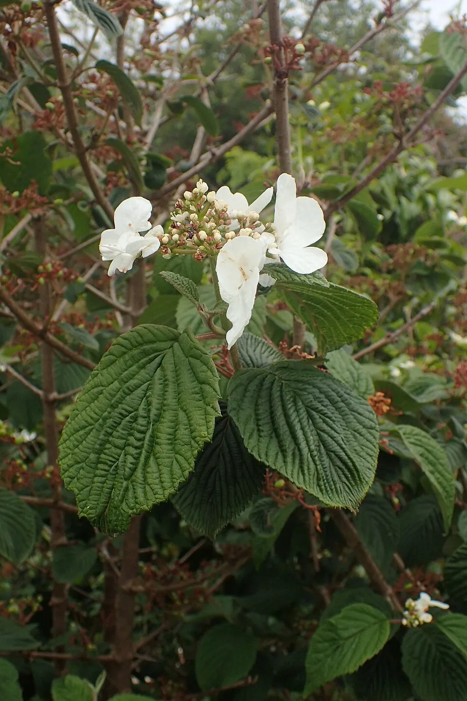 Redőslevelű bangita / Viburnum plicatum 'Mariesii'