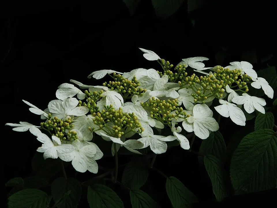 Redőslevelű bangita / Viburnum plicatum 'Mariesii'
