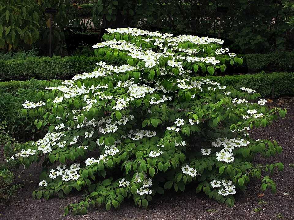 Redőslevelű bangita / Viburnum plicatum 'Mariesii'