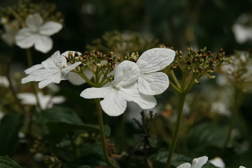 Redőslevelű bangita / Viburnum plicatum 'Tomentosum'