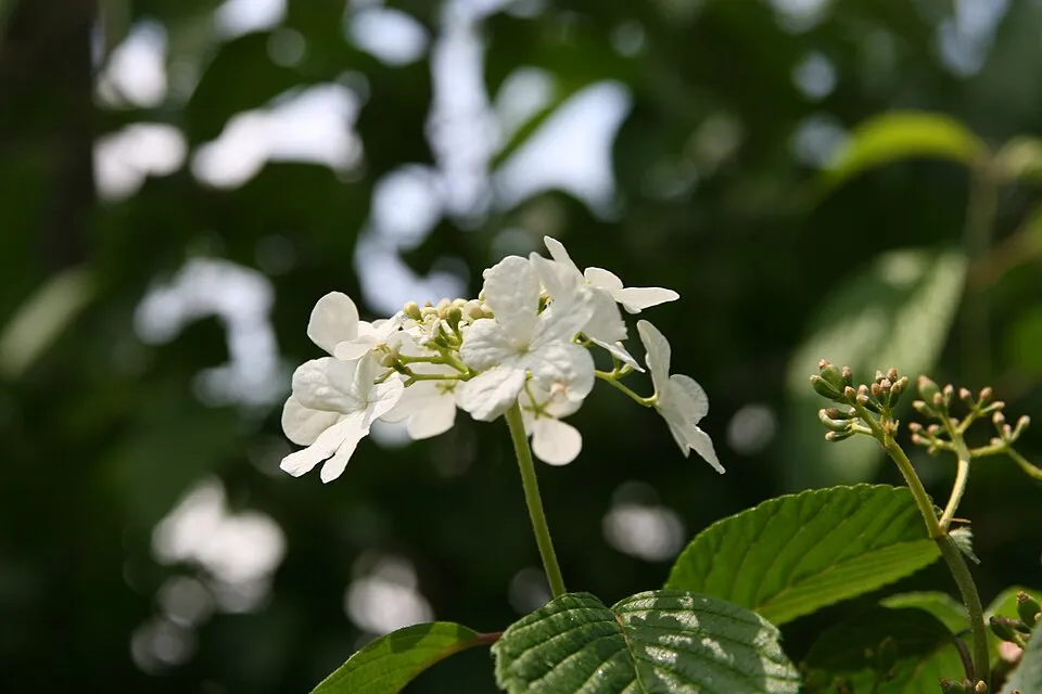 Redőslevelű bangita / Viburnum plicatum 'Tomentosum'