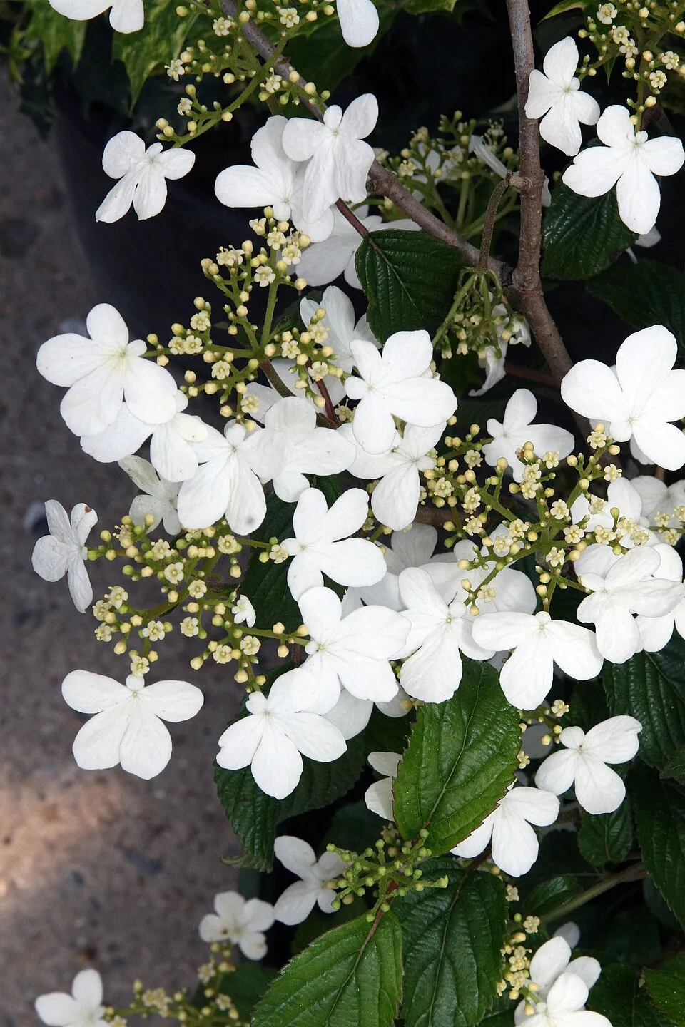Redőslevelű bangita / Viburnum plicatum 'Tomentosum'