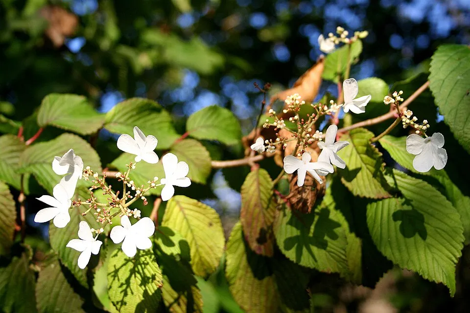 Redőslevelű bangita / Viburnum plicatum 'Tomentosum'