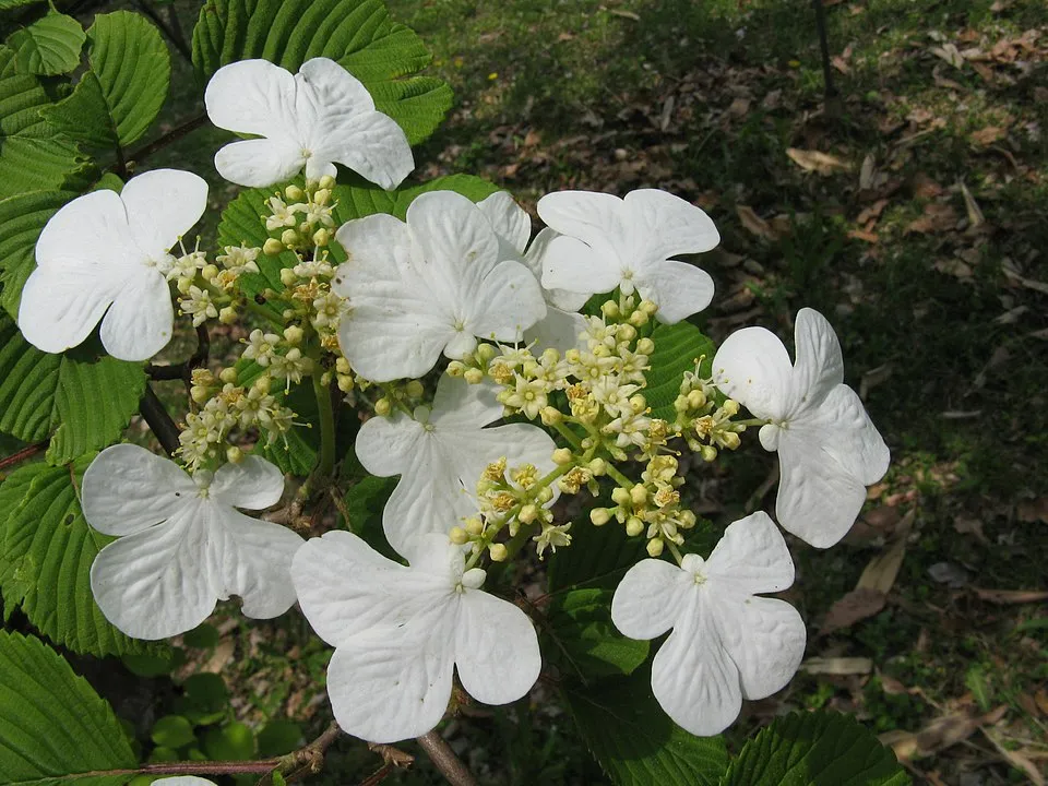 Redőslevelű bangita / Viburnum plicatum 'Tomentosum'