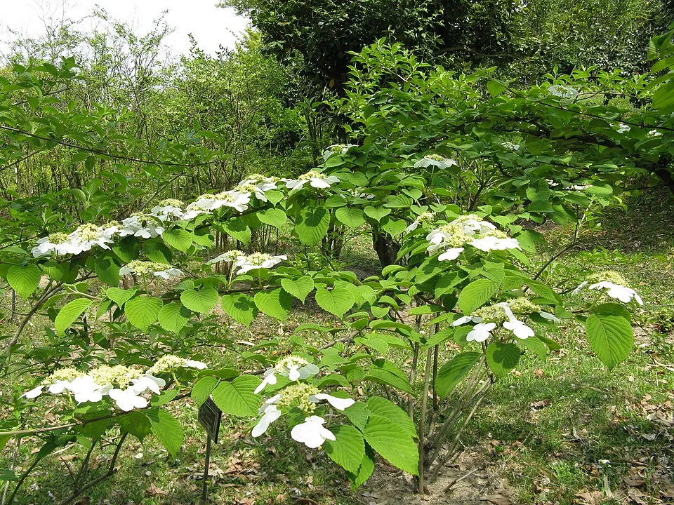 Redőslevelű bangita / Viburnum plicatum 'Tomentosum'