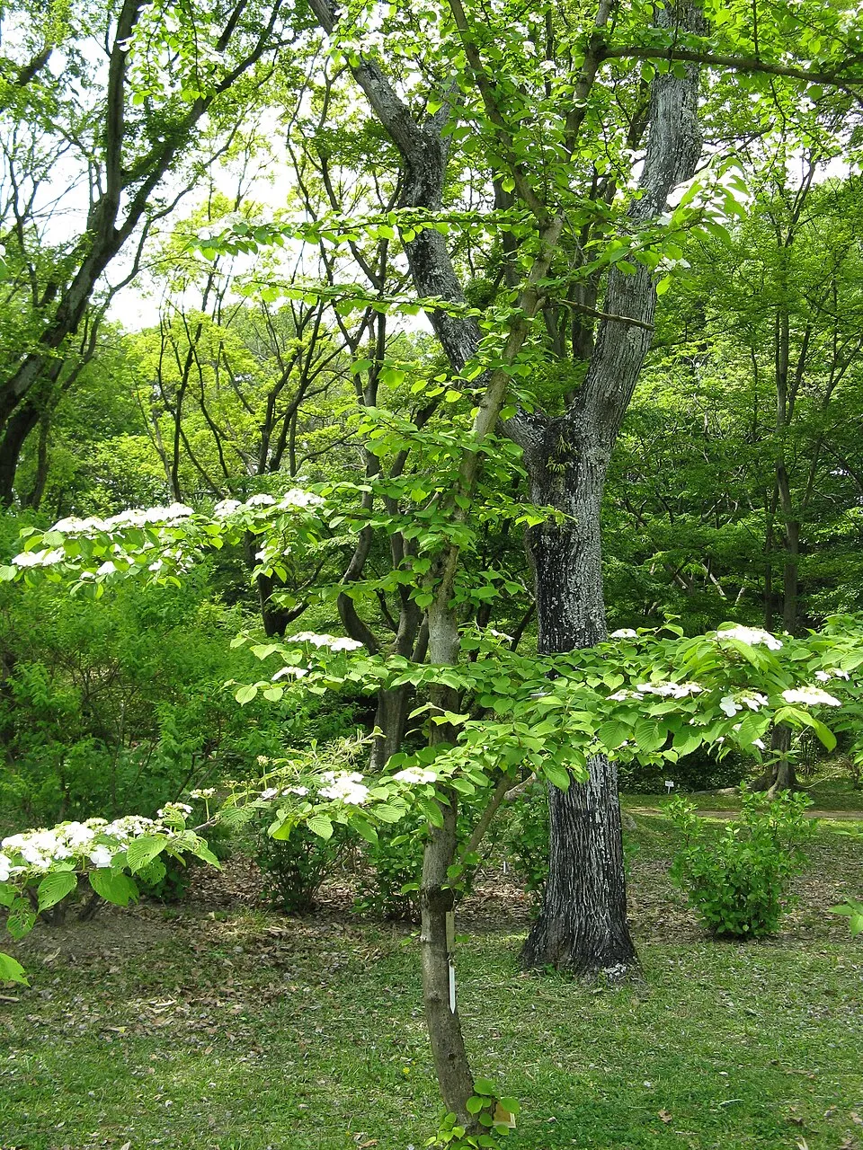 Redőslevelű bangita / Viburnum plicatum 'Tomentosum'