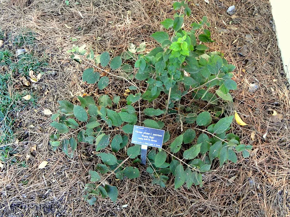 Redőslevelű bangita / Viburnum plicatum 'Tomentosum'