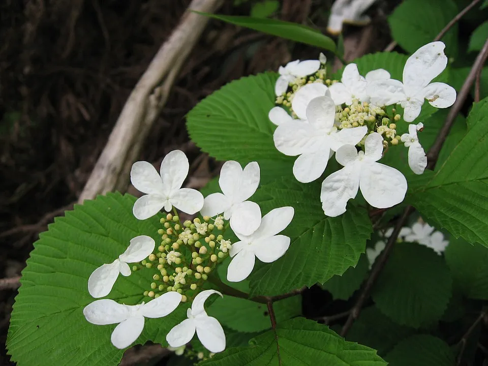 Redőslevelű bangita / Viburnum plicatum 'Tomentosum'