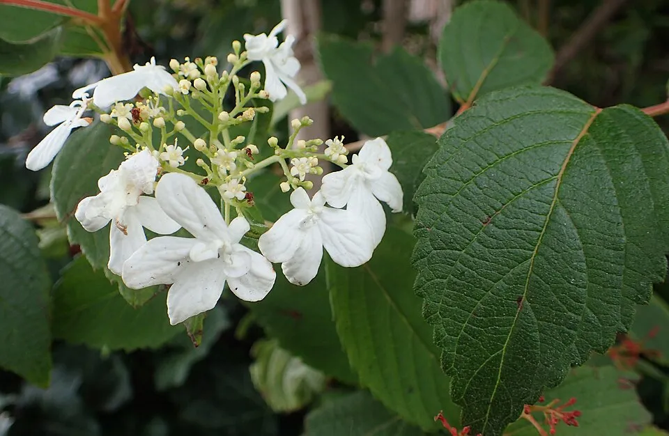 Redőslevelű bangita / Viburnum plicatum 'Tomentosum'