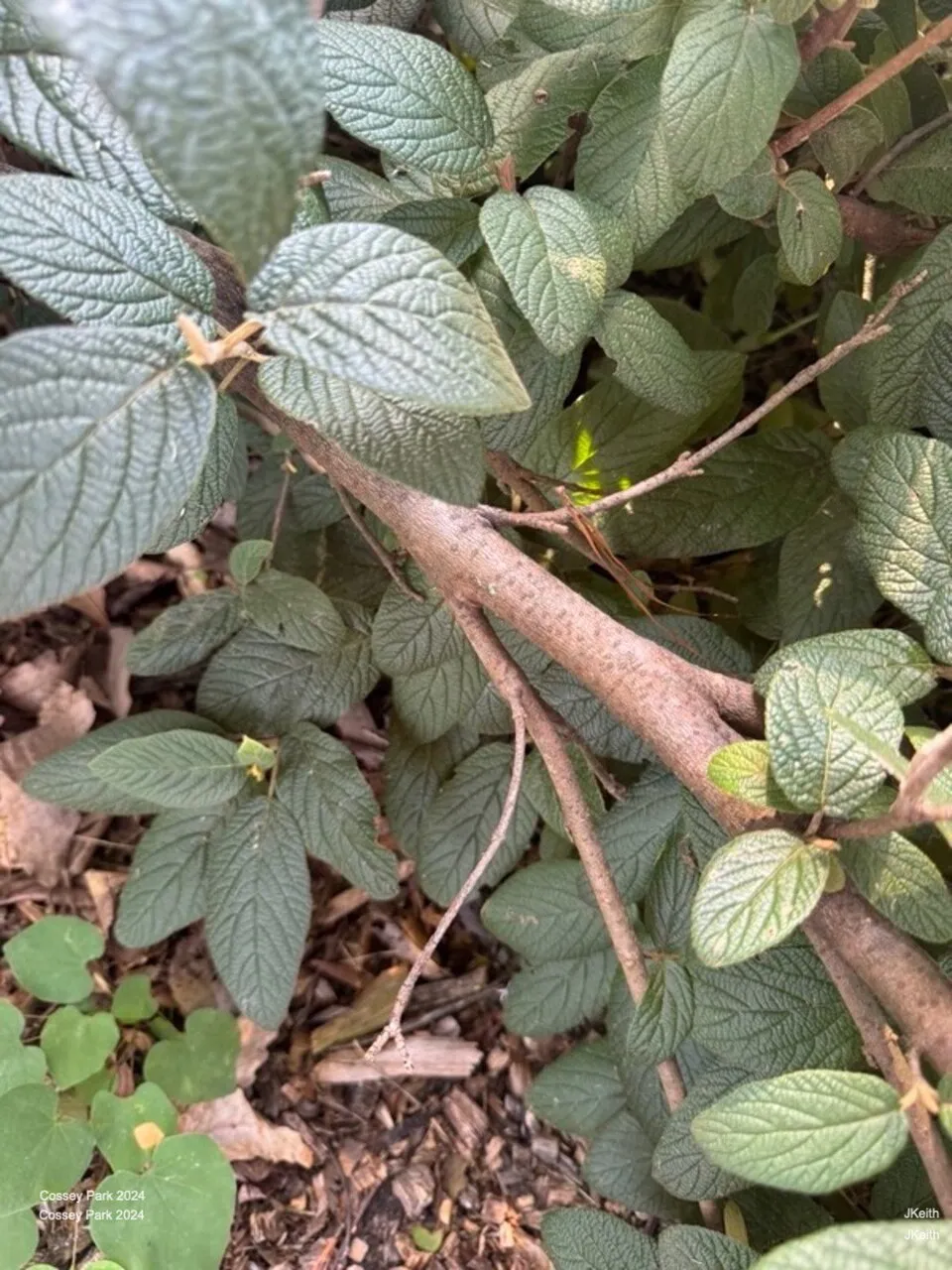 'Willowwood' örökzöld bangita / Viburnum rhytidophylloides 'Willowwood'
