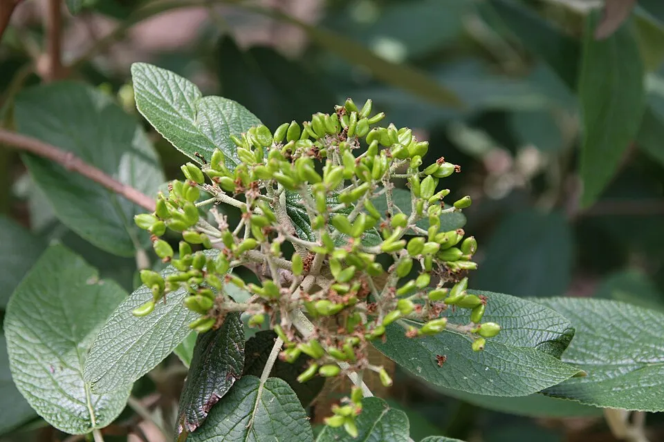 'Willowwood' örökzöld bangita / Viburnum rhytidophylloides 'Willowwood'