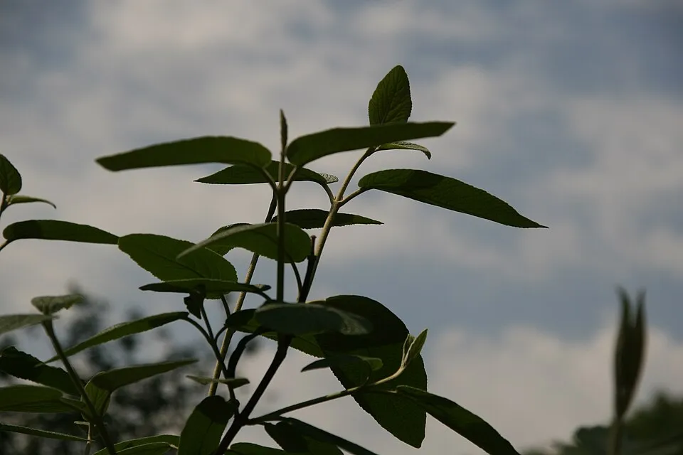 'Willowwood' örökzöld bangita / Viburnum rhytidophylloides 'Willowwood'