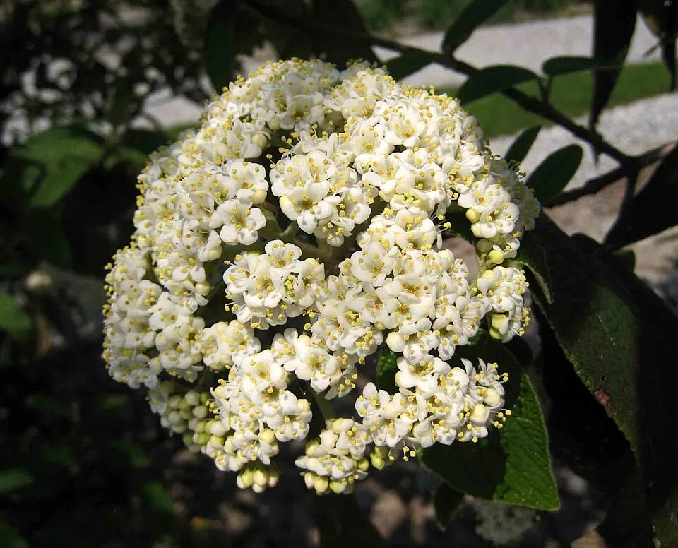 'Willowwood' örökzöld bangita / Viburnum rhytidophylloides 'Willowwood'