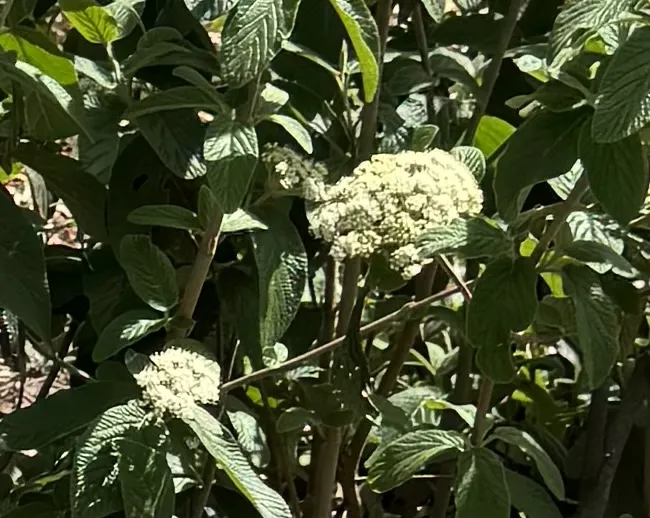 'Willowwood' örökzöld bangita / Viburnum rhytidophylloides 'Willowwood'