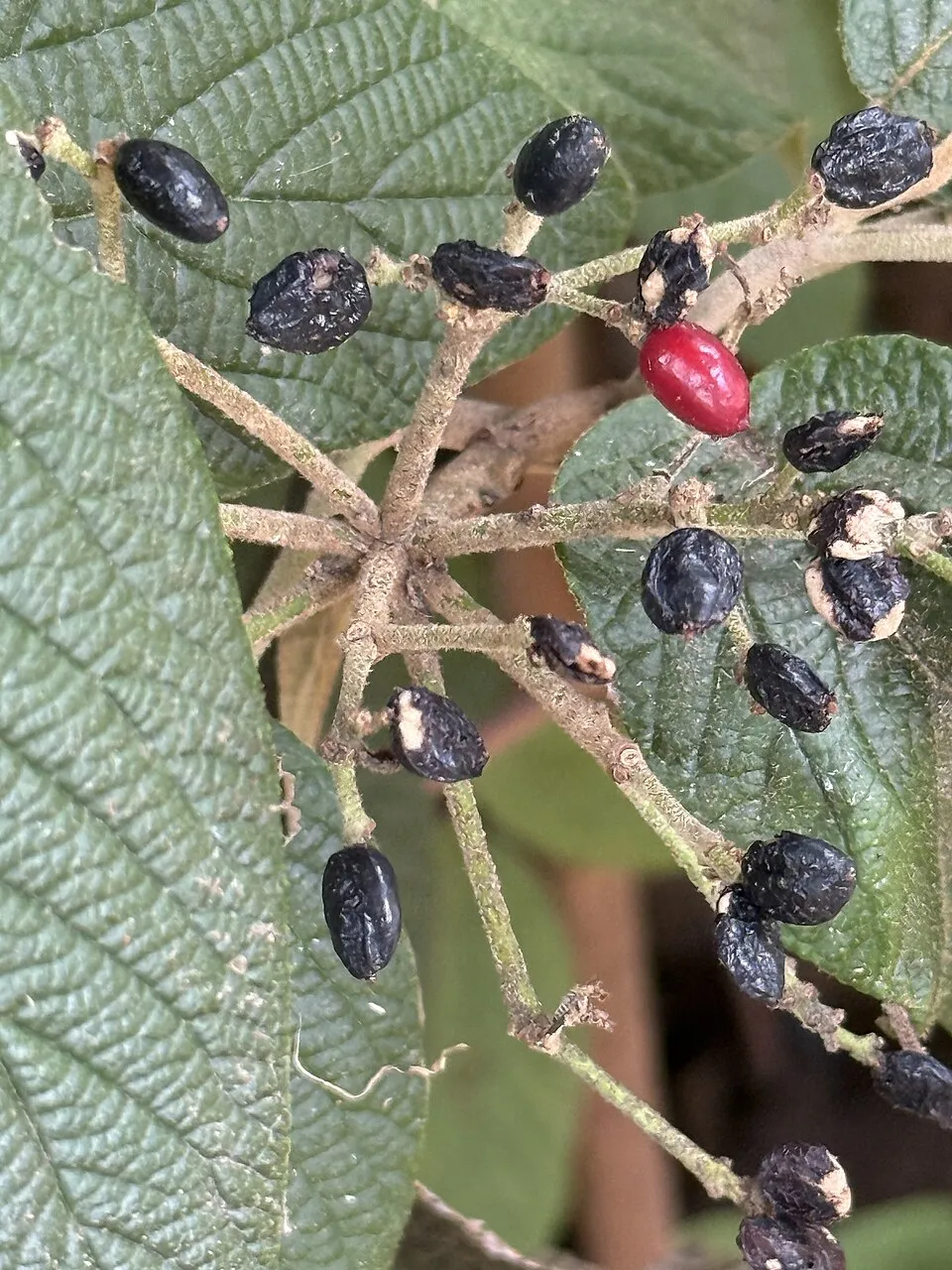 'Willowwood' örökzöld bangita / Viburnum rhytidophylloides 'Willowwood'