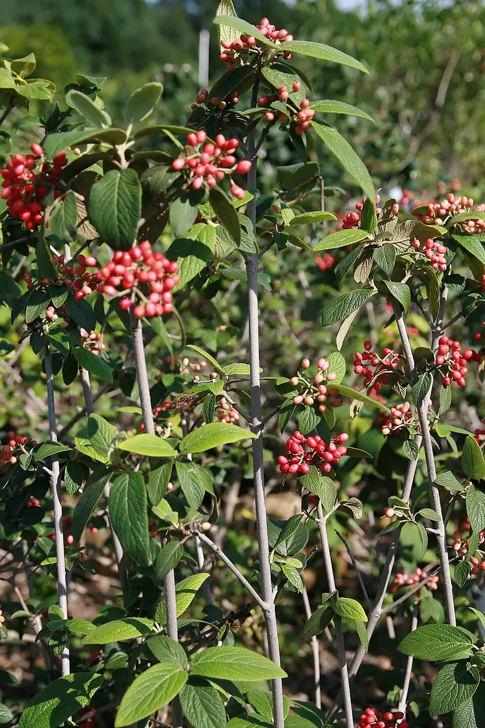 'Willowwood' örökzöld bangita / Viburnum rhytidophylloides 'Willowwood'