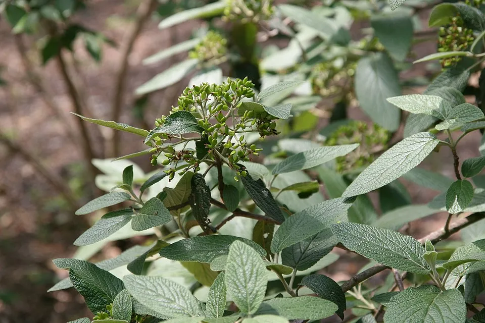 'Willowwood' örökzöld bangita / Viburnum rhytidophylloides 'Willowwood'