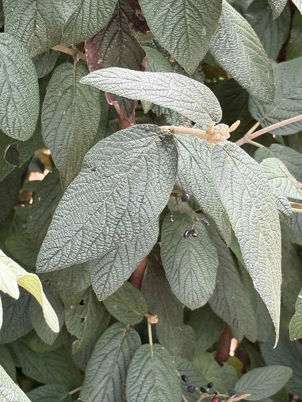 'Willowwood' örökzöld bangita / Viburnum rhytidophylloides 'Willowwood'