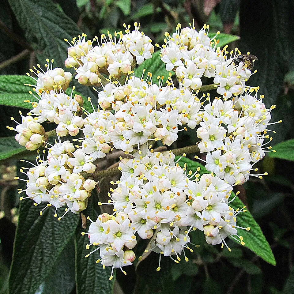 Ráncoslevelű bangita / Viburnum rhytidophyllum