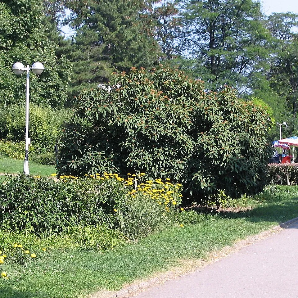 Ráncoslevelű bangita / Viburnum rhytidophyllum