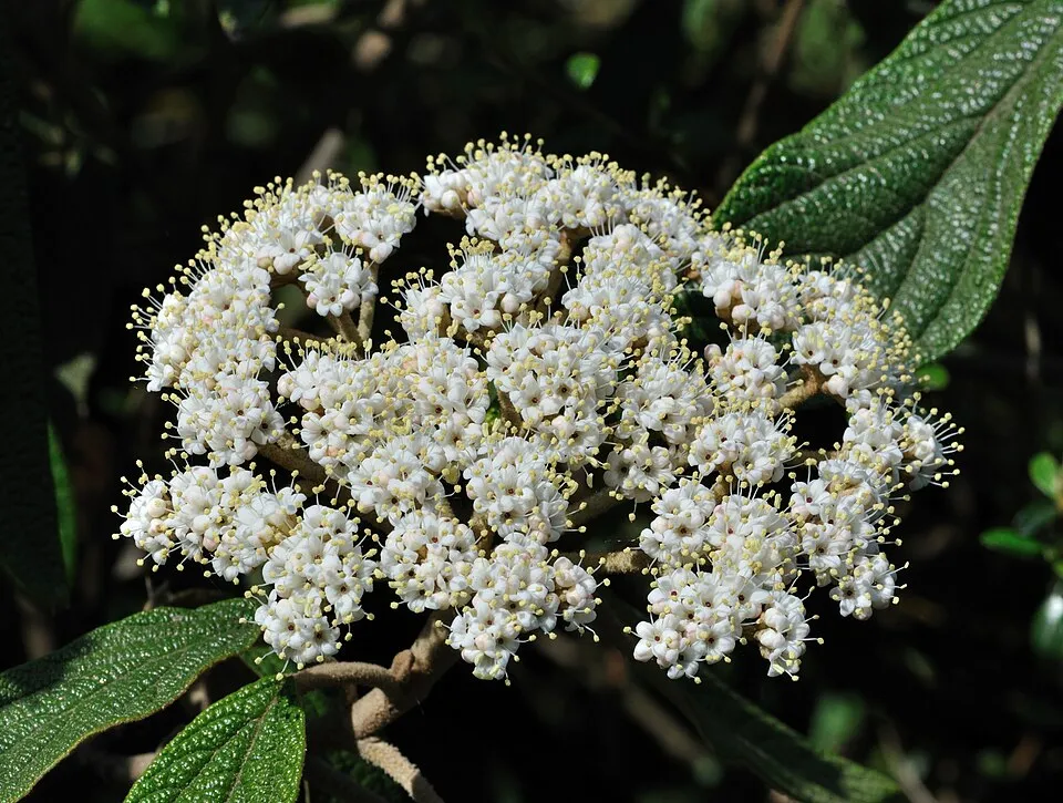 Ráncoslevelű bangita / Viburnum rhytidophyllum