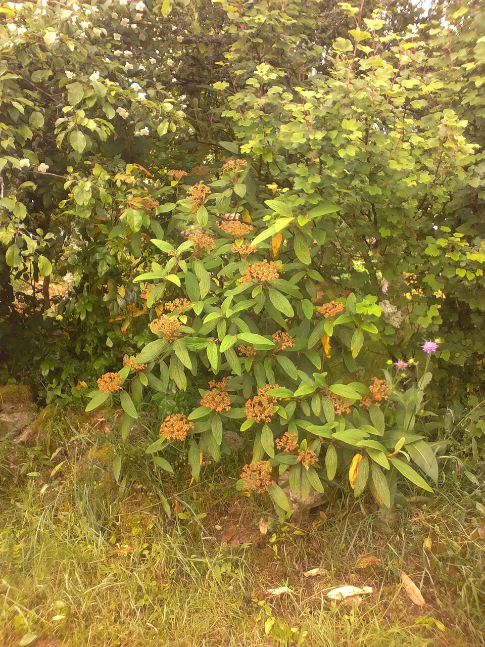Ráncoslevelű bangita / Viburnum rhytidophyllum