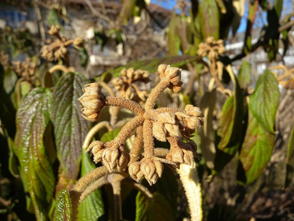 Ráncoslevelű bangita / Viburnum rhytidophyllum