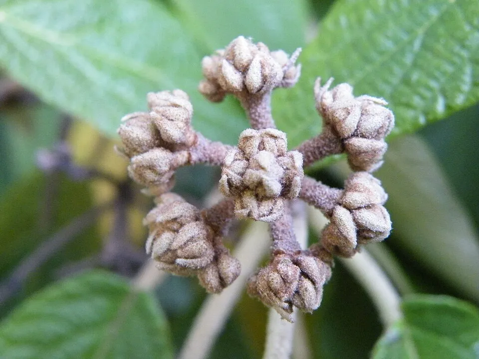 Ráncoslevelű bangita / Viburnum rhytidophyllum