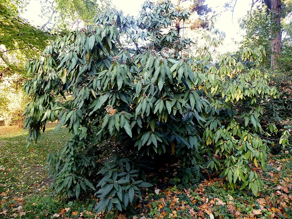 Ráncoslevelű bangita / Viburnum rhytidophyllum