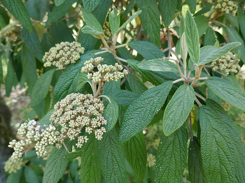 Ráncoslevelű bangita / Viburnum rhytidophyllum
