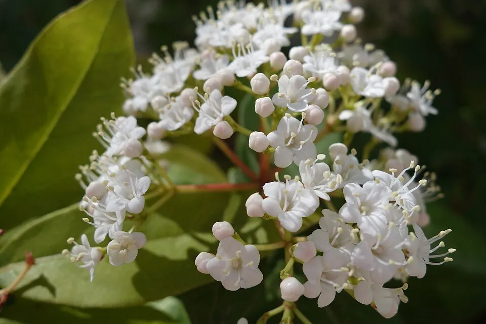Örökzöld bangita / Viburnum tinus 'Eve Price'