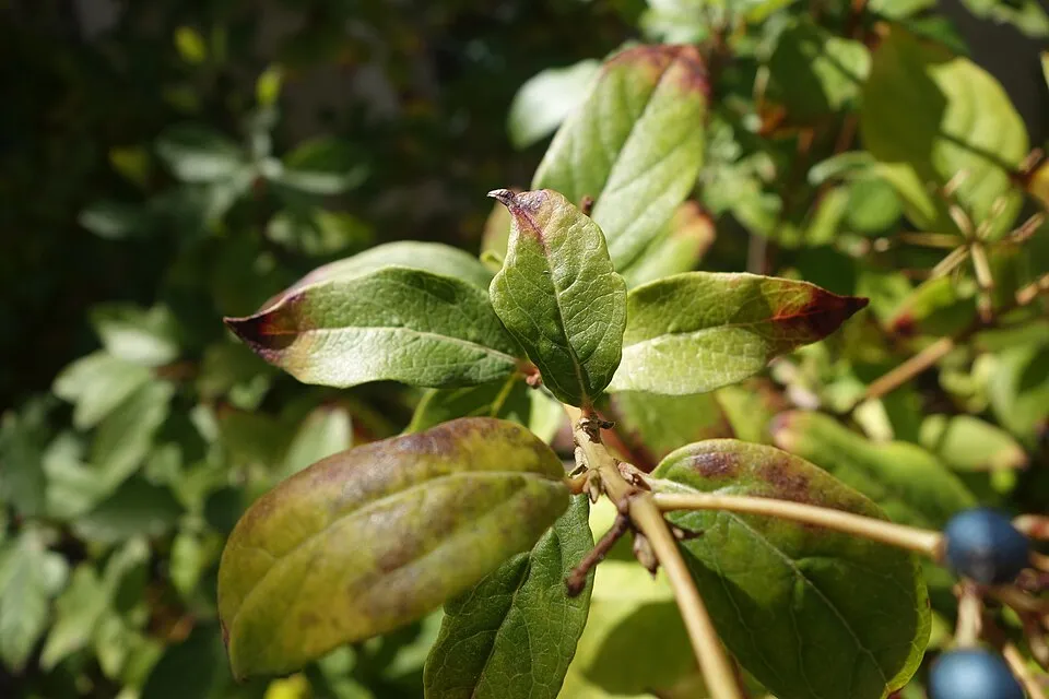 Örökzöld bangita / Viburnum tinus 'Eve Price'