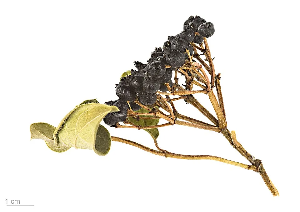 Örökzöld bangita / Viburnum tinus 'Eve Price'