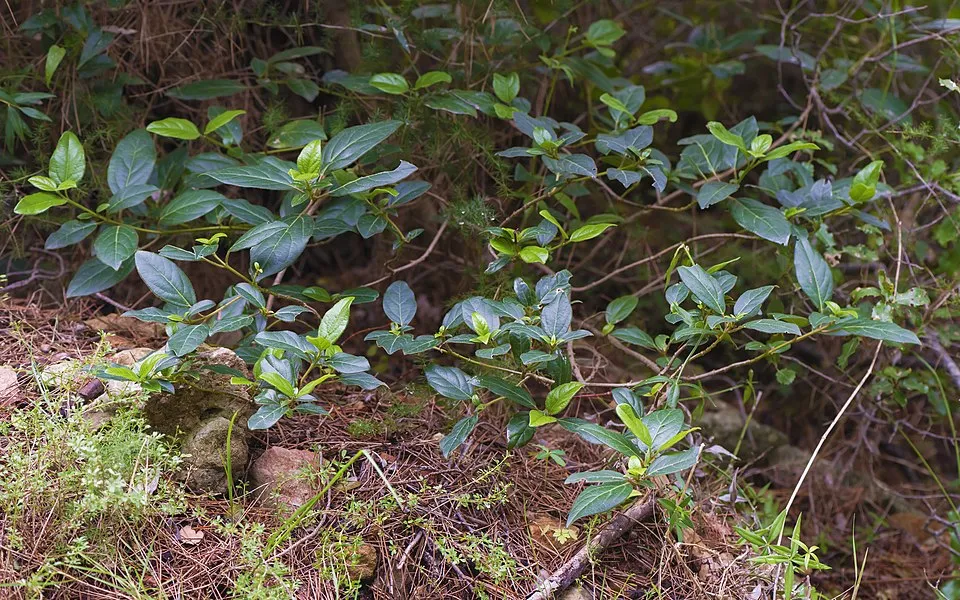 Örökzöld bangita / Viburnum tinus 'Eve Price'