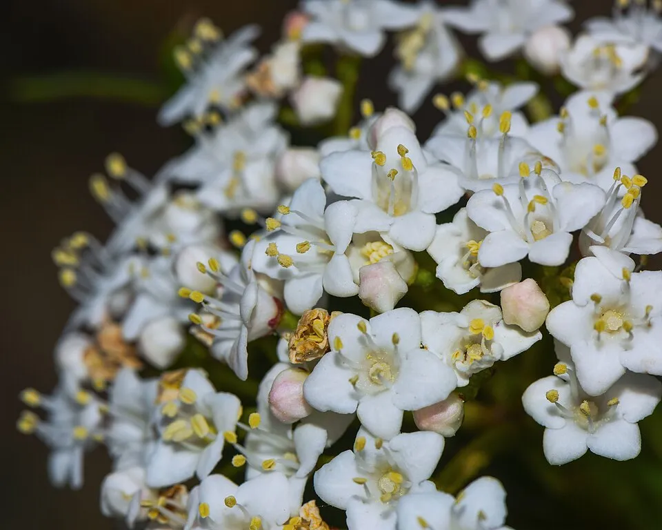 Örökzöld bangita / Viburnum tinus 'Eve Price'