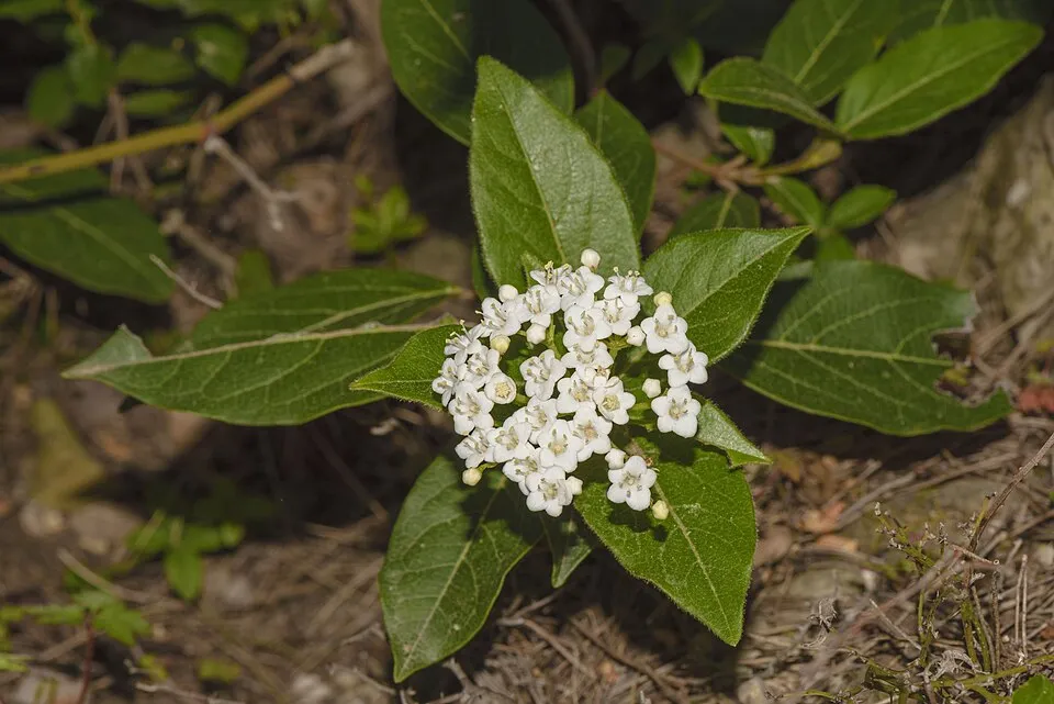 Örökzöld bangita / Viburnum tinus 'Eve Price'